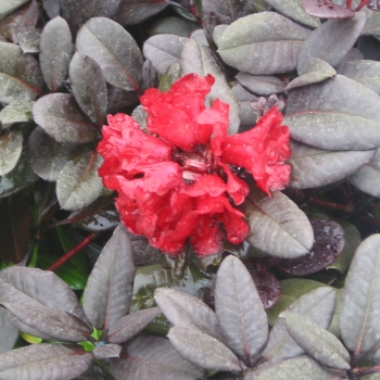 Rhododendron - hybride - Ever Red - 851C